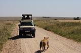 TANZANIA - Serengeti National Park - 007 Lioness on the road